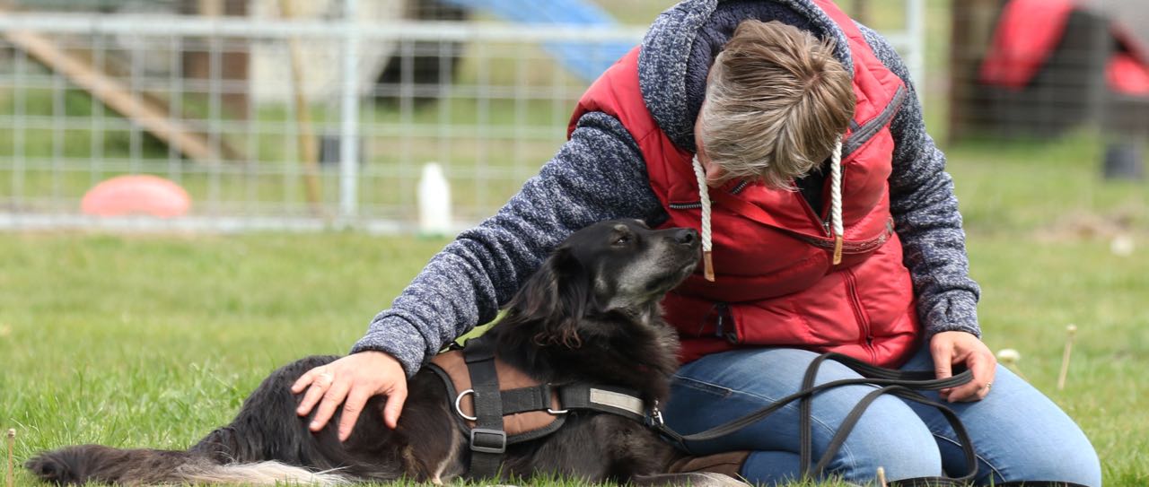 De Rol van Professionele Hondentrainers